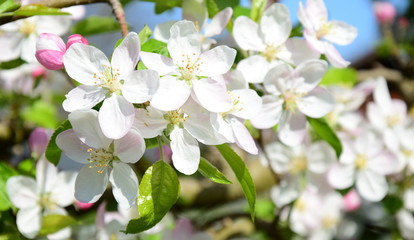 Fototapeta na wymiar Ein Blütenmeer aus Apfelblüten im Sonnenschein