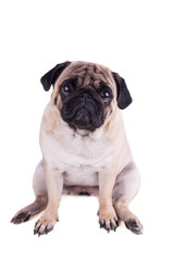 Obraz premium Portrait of a pug dog with big sad eyes. Isolated