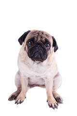 Fototapeta premium Portrait of a pug dog with big sad eyes. Isolated
