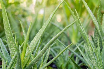 Close up Aloe Vera Plant