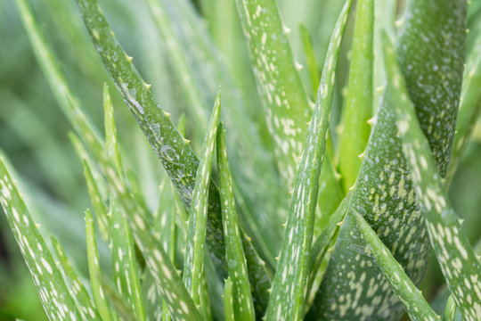 Close up Aloe Vera Plant