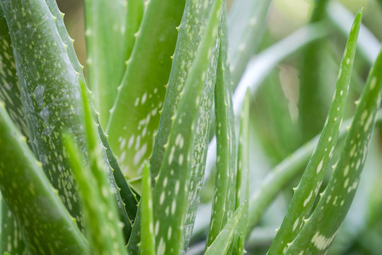 Close up Aloe Vera Plant