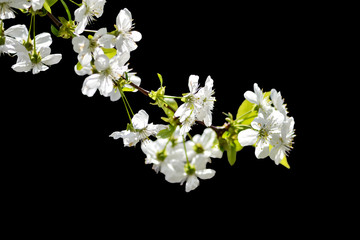 Beautiful cherry blossom in the spring garden, sakura in spring time isolated on black background