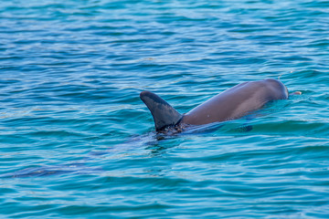 Beautiful dolphin swims in the sea of Rockingham, Western Australia