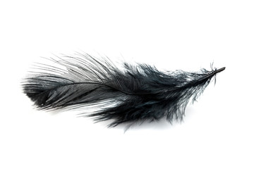 Close-up of Black feather isolated on white