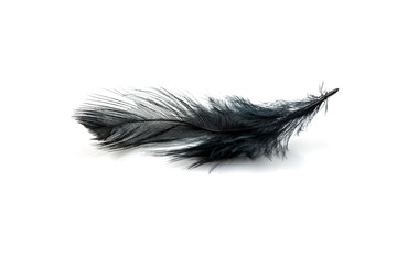 Close-up of Black feather isolated on white