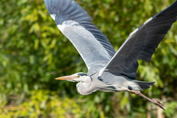 Imposanter Graureiher setzt zum Flug an und fliegt elegant durch die Lüfte davon