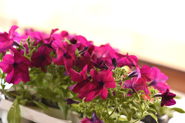 Petunia, colorful petunia flower. Floral pattern. Spring and summer flowers petunia background texture.