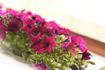 Petunia, colorful petunia flower. Floral pattern. Spring and summer flowers petunia background texture.