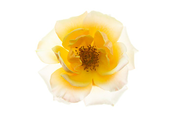 Close up of soft orange rose flower.