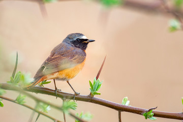 Fototapeta premium Common redstart Phoenicurus on the branch 