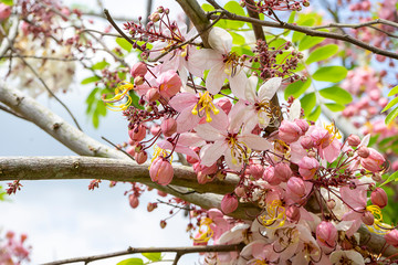 Pink flower of Wishing tree