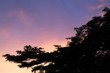 Fototapeta na wymiar Super colorful sunset with tree silhouette