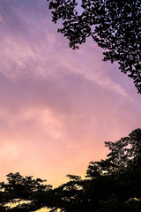 Super colorful sunset with tree silhouette