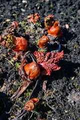 rhubarb starting to grow in soil april 2019 sweden