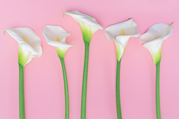 Five white calla lilly flowers on pink background.