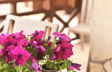 Petunia, colorful petunia flower. Floral pattern. Spring and summer flowers petunia background texture.
