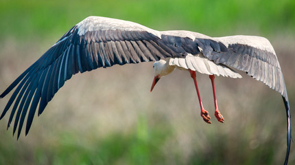 White stork flying close