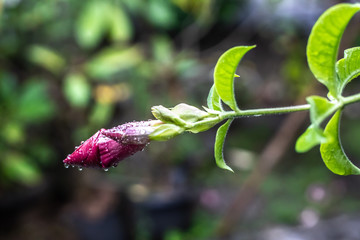 Hibiscus flowers after rain