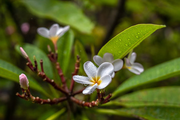 Pink combodia flowers after rain