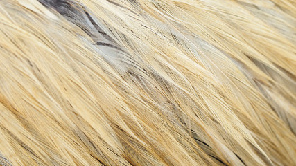 Close-up chicken feathers,Selective focus