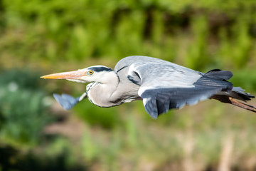 Imposanter Graureiher setzt zum Flug an und fliegt elegant durch die Lüfte davon