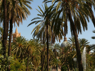 Fototapeta na wymiar Palermo, Sicily, Italy. Mediterranean garden with palm trees and a bell tower. Rich Mediterranean vegetation with the background of a bell tower.