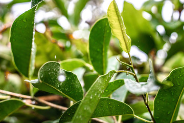 Mango leaves after rain