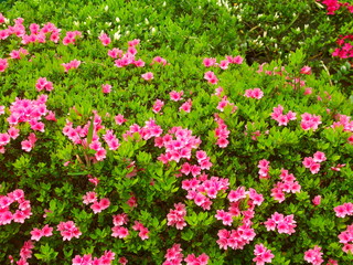 植え込みの躑躅