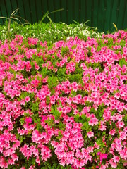 壁と躑躅のある風景