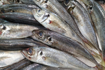 Fresh sardines closeup. Fish for sale in market.