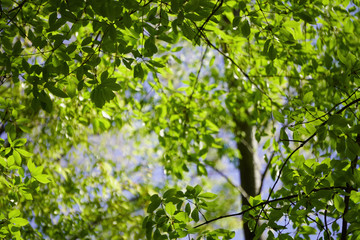 Fototapeta na wymiar 木の葉ー爽やかな緑の濃淡