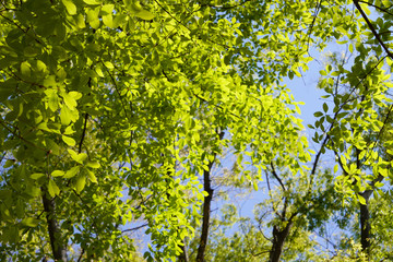Fototapeta premium 木の葉ー新緑の木の枝
