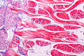 Education anatomy and physiology of Tongue under the microscopic in laboratory.