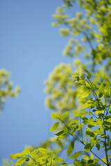 木の葉ー青空に新緑のアップ、ひだりにボカシのコピースペース、縦長写真