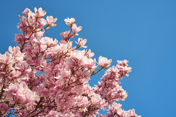 Kwitnące magnolie w pięknym słońcu - obrazy, fototapety, plakaty