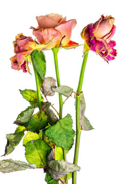 Rose that did not wait for love.