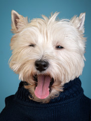 West Highland Terrier yawning