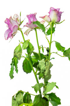 Three pink roses on high stems