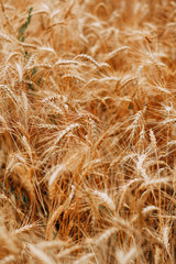 Wheat field in summer time