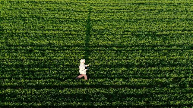 Farmer walking green field in spring aerial video at sunset. Agriculture industry concept, organic farmig, growing wheat. Green field ripening at spring season, agricultural landscape