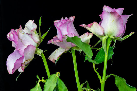 Three pink roses close-up