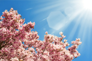Kwitnące magnolie w pięknym słońcu - obrazy, fototapety, plakaty