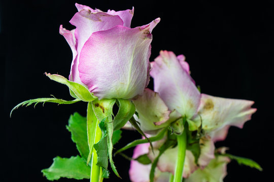 Bouquet of pink roses close-up
