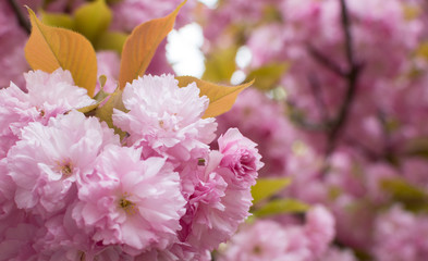 Sakura tree flowers bloomed on a blurred pink background