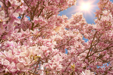 Kwitnące magnolie w pięknym słońcu © piotrszczepanek
