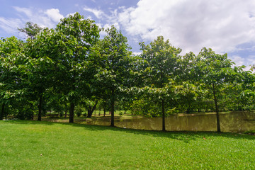 Beautiful landscaping in area Green field grass and forestt