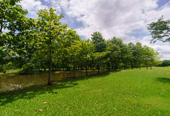 Beautiful landscaping in area Green field grass and forestt