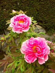 生垣と牡丹の花