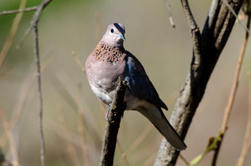 Tourterelle maillée,.Spilopelia senegalensis, Laughing Dove